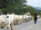 Benue State Security Council issues 14-day quit notice to herders