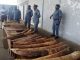 Cross River Customs intercept elephant tusks worth N300m