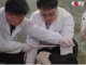 Chinese scientists successfully clone two goats